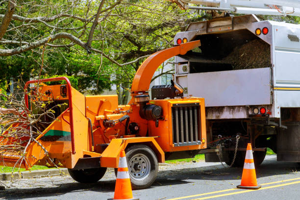 The Steps Involved in Our Tree Care Process in Byng, OK